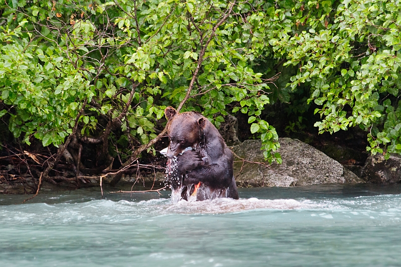 Alaska Wildlife-31.JPG